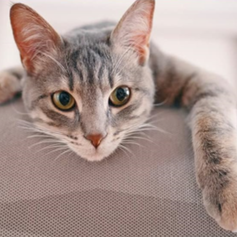 PawsomeCriters™ ClawGuard Furniture Shields